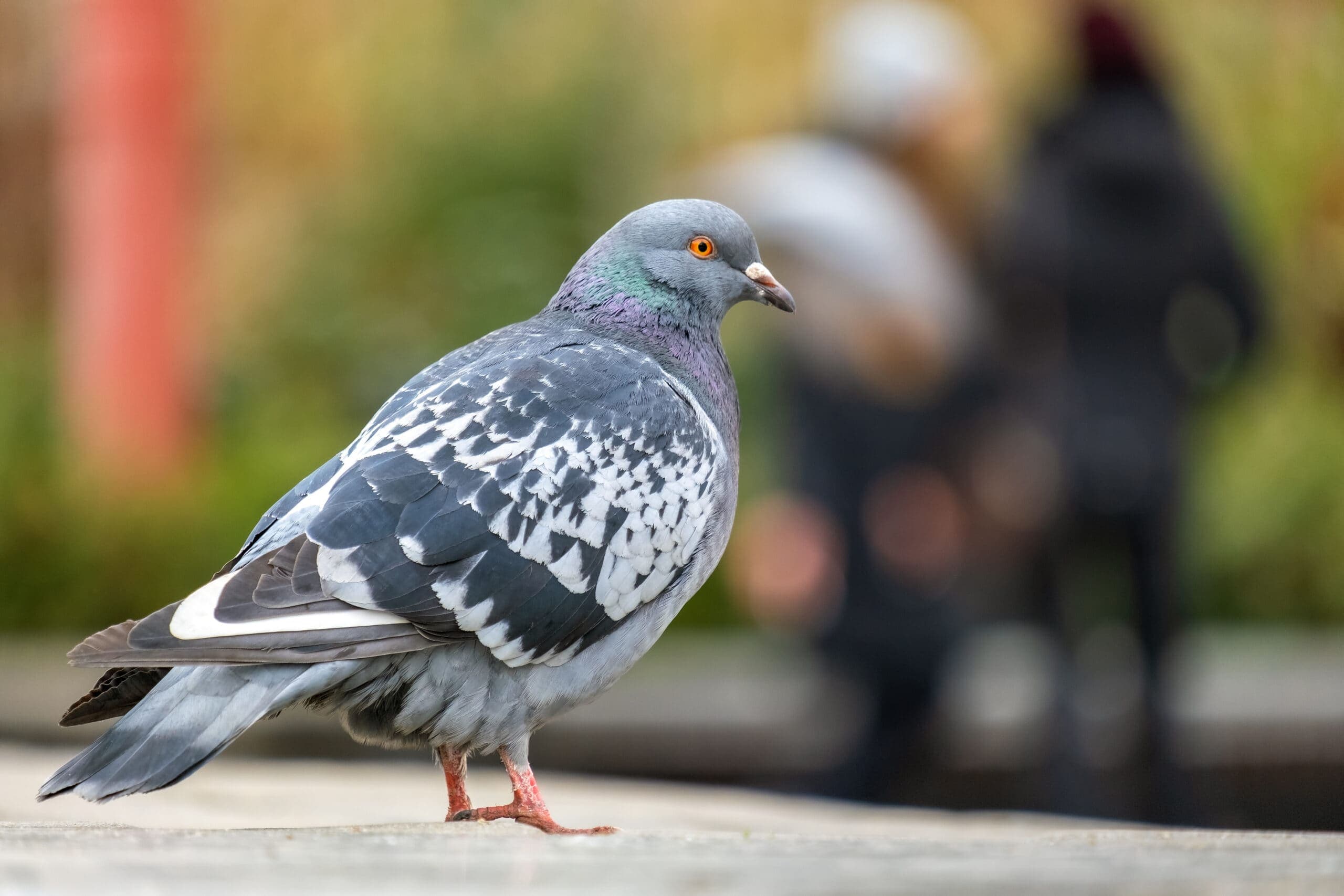 Bird control