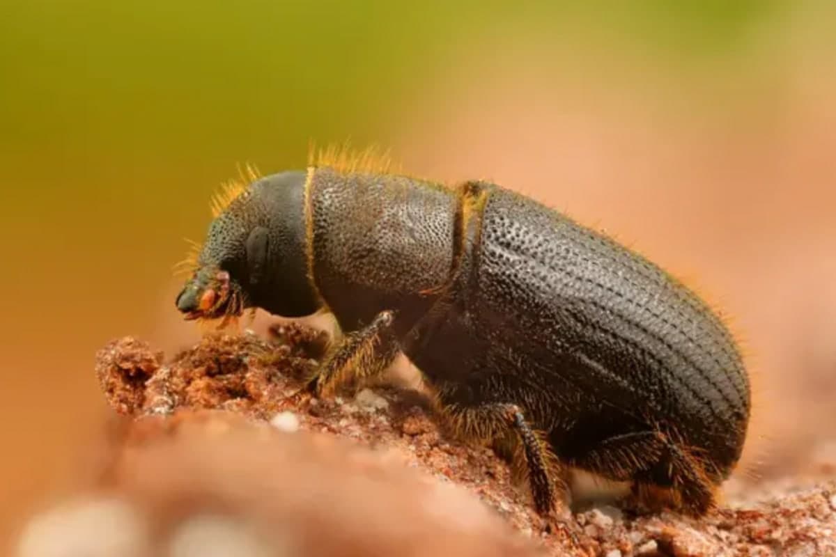 Common house borer beetle, Anobium punctatum