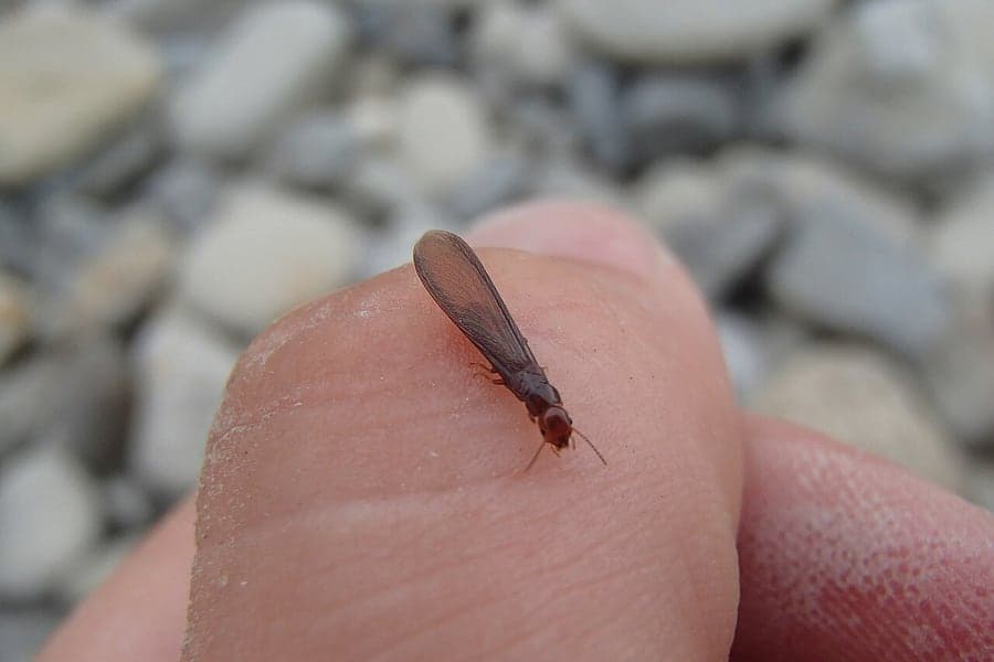 New Zealand drywood termite, Kalotermes brouni