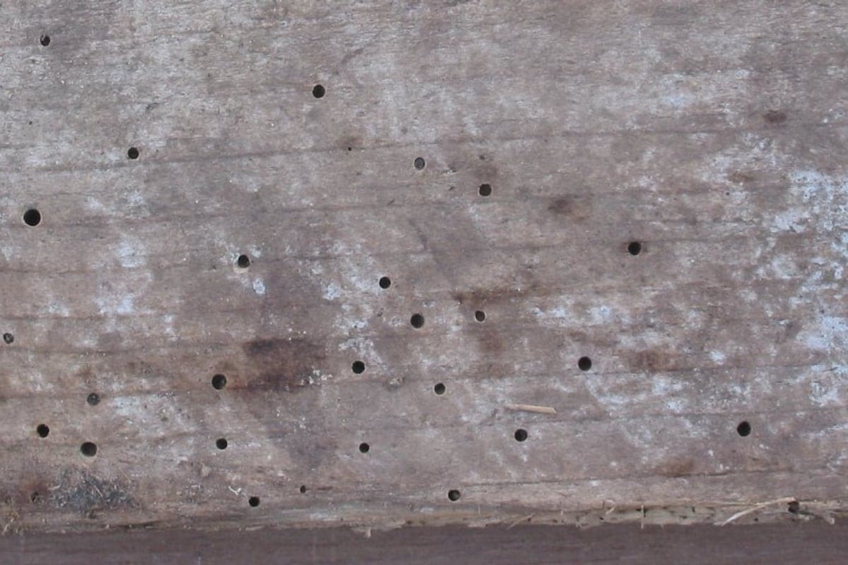Flight holes in timber, showing the size difference used to tell species apart