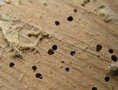 wood-boring-insects