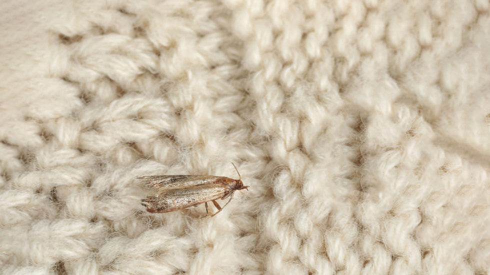Clothes Moths Treatment Auckland | NZ Pest Control