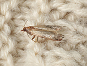 clothes moth treatment thumbnail