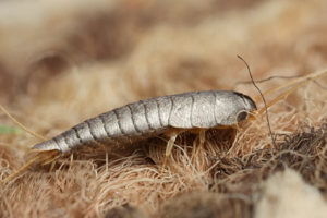 silverfish-zoom-in