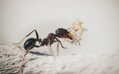 Ant Control: Beware the Colony Invasion