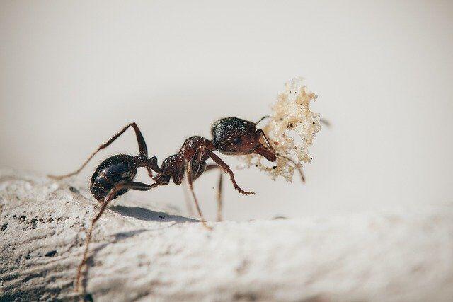 Ant Control: Beware the Colony Invasion