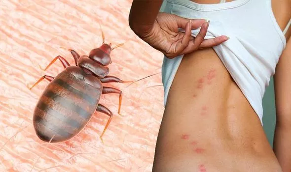 Bed Bugs: A Bedtime Nightmare to Avoid