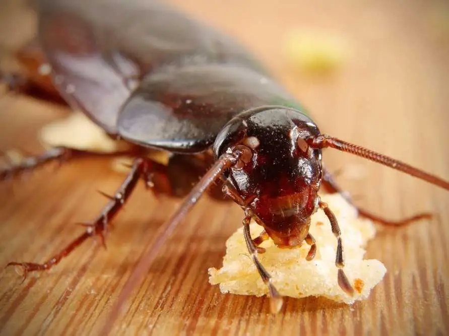Cockroaches: The Creepy Crevice Crawler