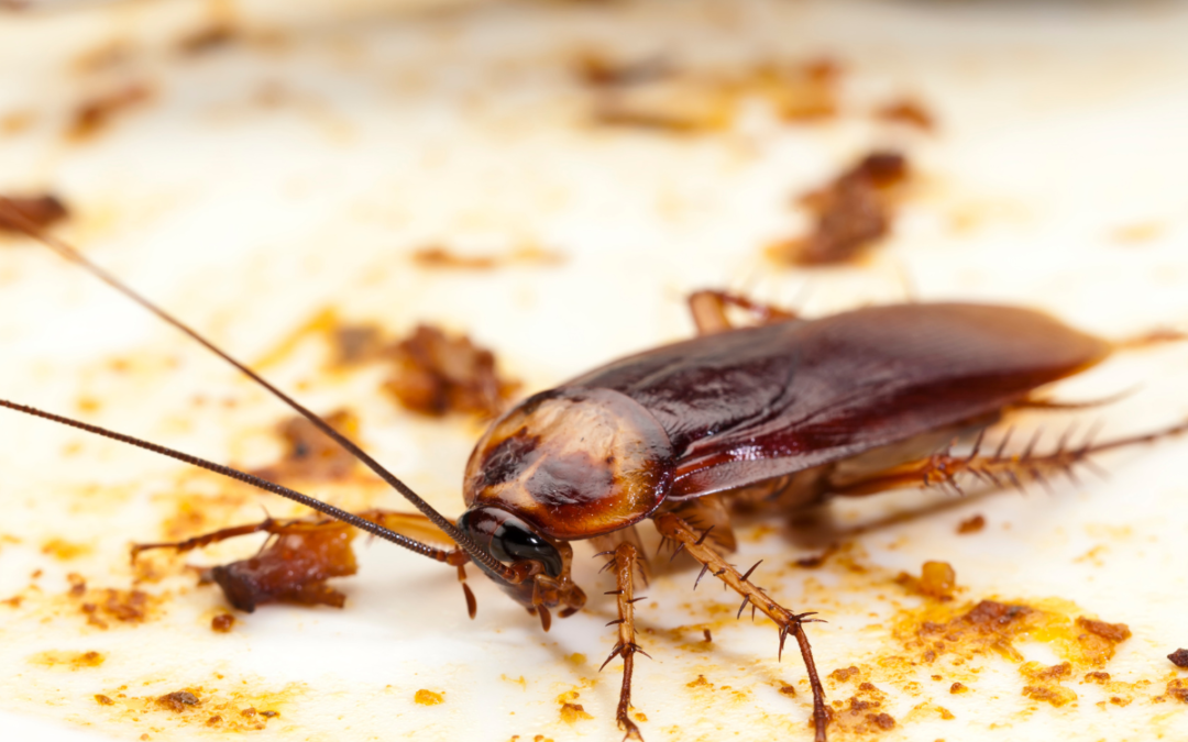 Why Cockroach Pest Control Is Necessary In Summer