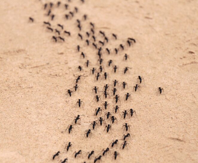 ants marching in a line nz pest
