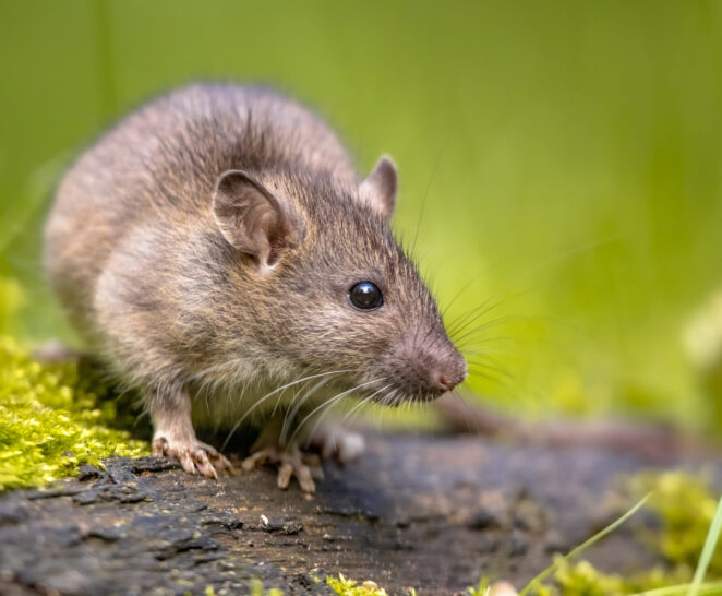 Brown rat in grass on river bank