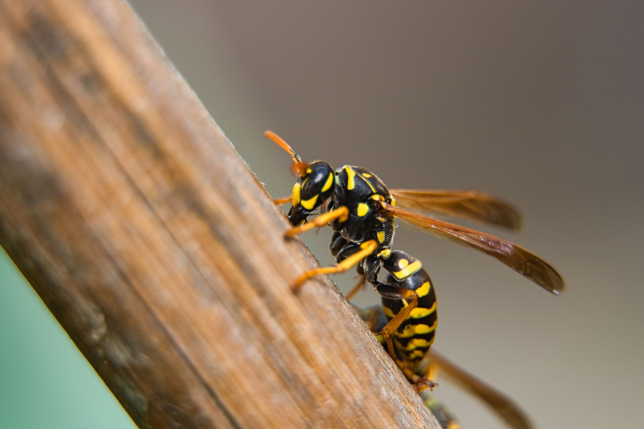 Close up of a hornet perched on the end of a wooden branch