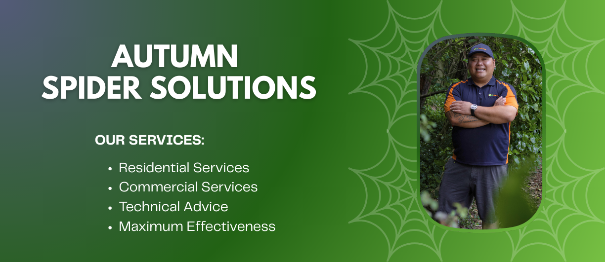 Autumn spider solutions with NZ Pest Control