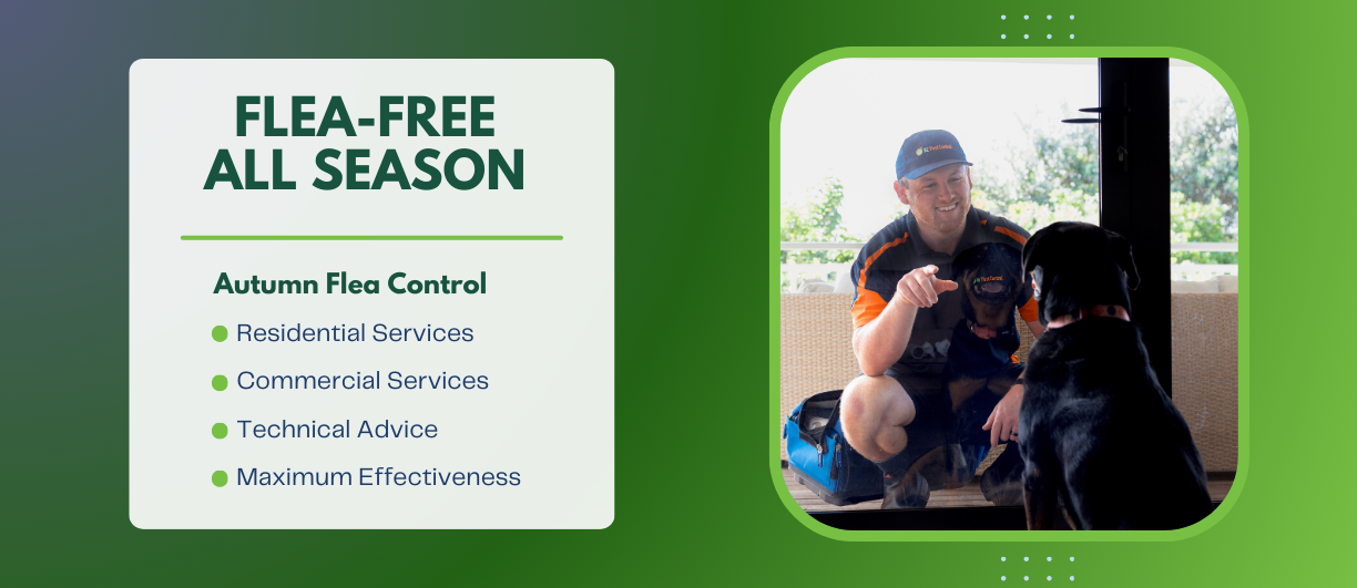 Stay flea-free all season with NZ Pest Control
