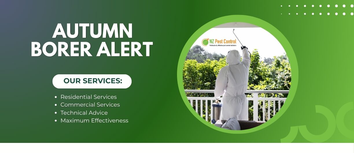 Borer autumn alert from nz pest control