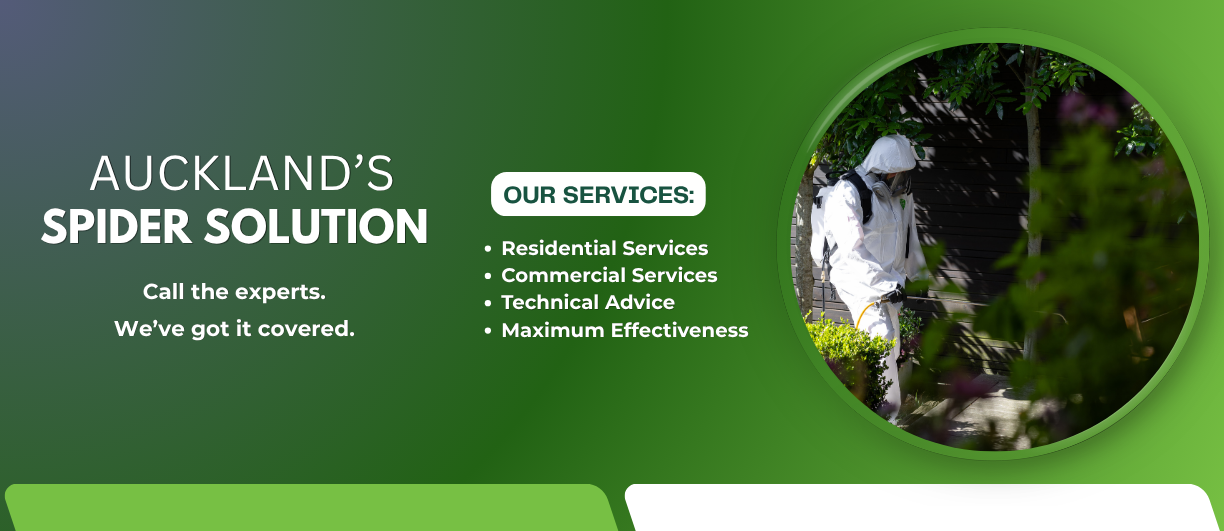 Local Spider Control in Auckland with NZ Pest Control