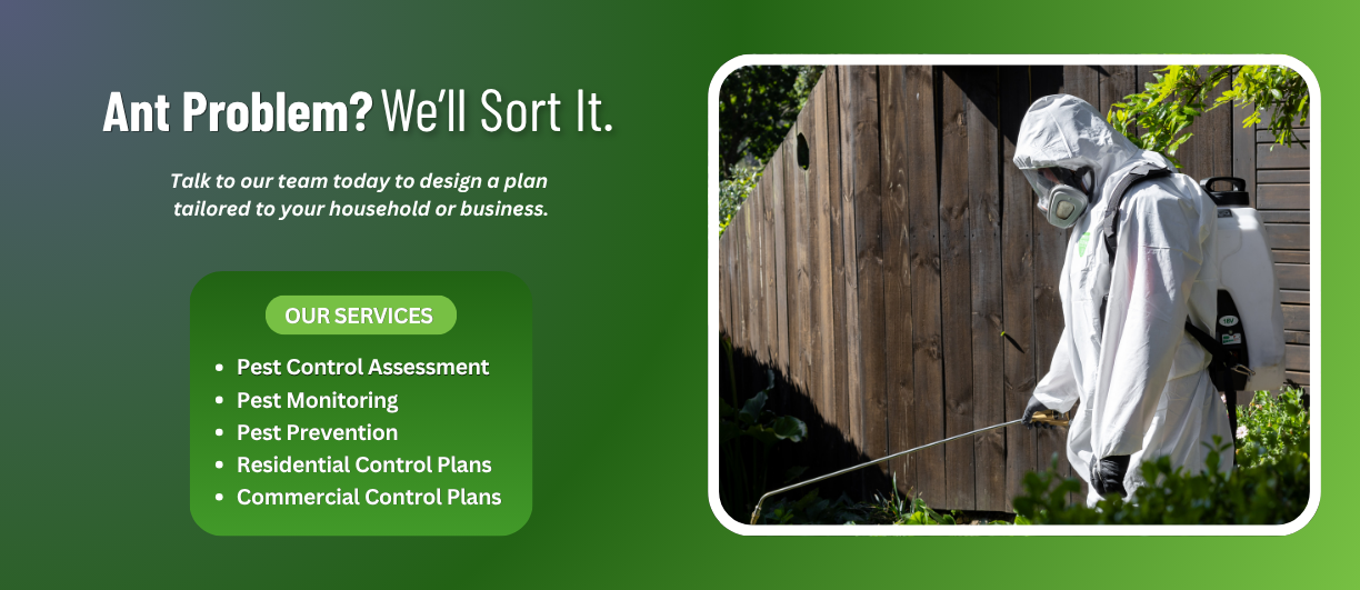NZ Pest Control for Ant Control in Auckland
