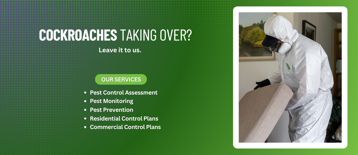 Cockroach Control in Auckland: Professional Solutions That Actually Work