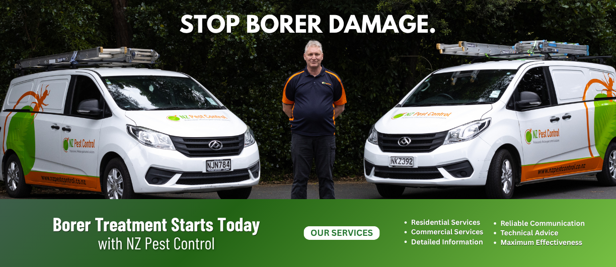 nz pest control provides borer treatment for borer pests